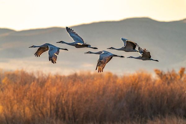 Jaynes Gallery 아티스트의 USA-New Mexico-Bosque Del Apache National Wildlife Refuge-Sandhill cranes flying in early morning작품입니다.